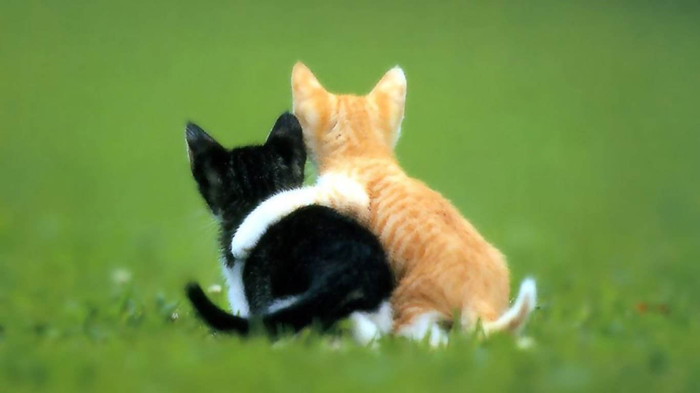 美国世佳宠物奶粉营养品