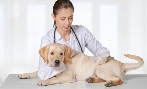 北京仁缘动物医院