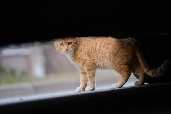 百度流浪猫庇护所利用人工智能AI来判断疾病